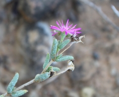 Trichodiadema rogersiae