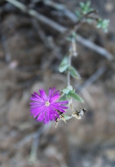 Trichodiadema rogersiae