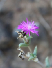 Trichodiadema rogersiae