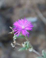 Trichodiadema rogersiae