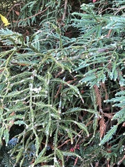 Chamaecyparis pisifera