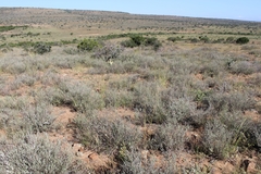 Ocimum burchellianum