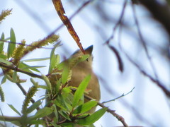 Myiophobus rufescens