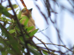 Myiophobus rufescens