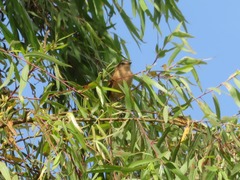 Myiophobus rufescens