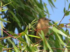 Myiophobus rufescens