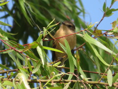 Myiophobus rufescens