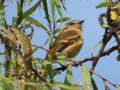 Myiophobus rufescens