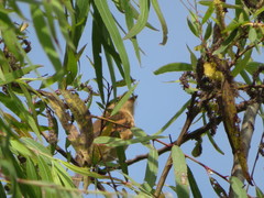 Myiophobus rufescens