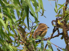 Myiophobus rufescens