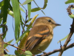 Myiophobus rufescens