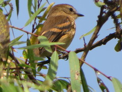 Myiophobus rufescens