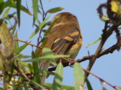 Myiophobus rufescens