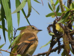 Myiophobus rufescens