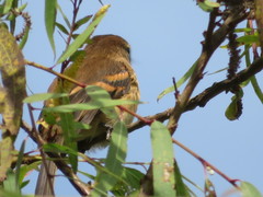 Myiophobus rufescens