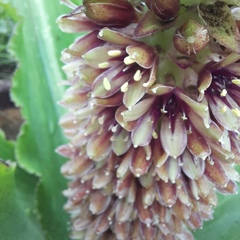Eucomis montana