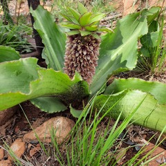 Eucomis montana