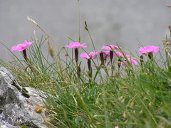 Dianthus alpinus