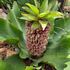Eucomis montana