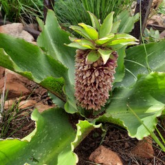 Eucomis montana