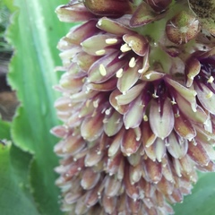 Eucomis montana