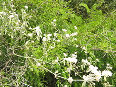 Alternanthera halimifolia