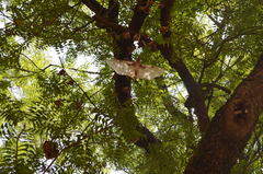 Epomophorus gambianus