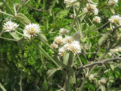 Alternanthera halimifolia