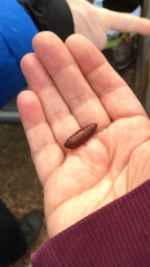 Lepidoptera