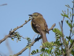 Myiophobus rufescens