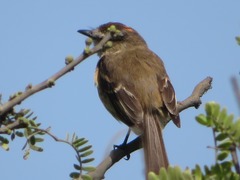 Myiophobus rufescens