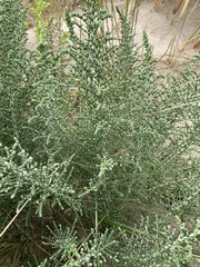 Olearia lepidophylla