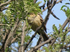 Myiophobus rufescens