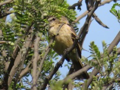 Myiophobus rufescens