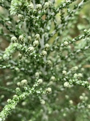 Olearia lepidophylla