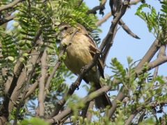 Myiophobus rufescens