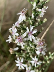 Olearia lepidophylla