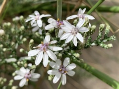 Olearia lepidophylla