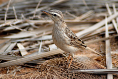 Anthus similis sokotrae