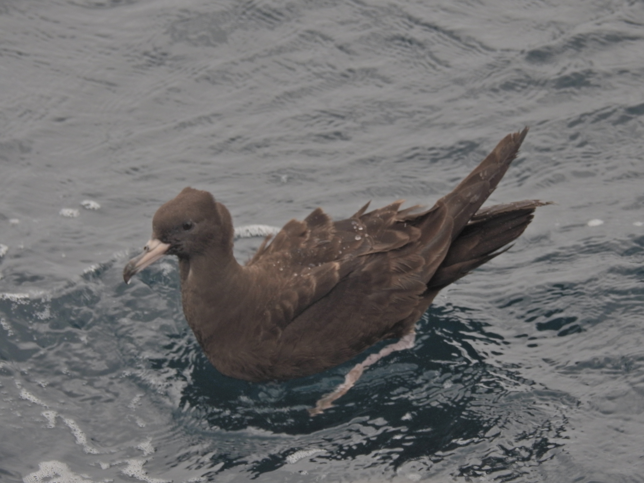 Flesh-footed Shearwater