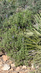 Lavandula dentata image