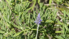 Lavandula dentata image