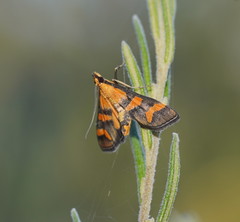Metallarcha diplochrysa