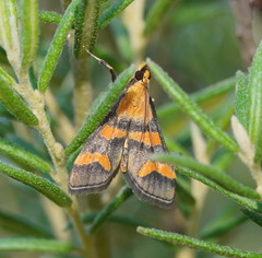 Metallarcha diplochrysa