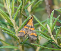 Metallarcha diplochrysa