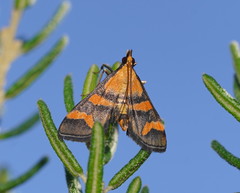 Metallarcha diplochrysa