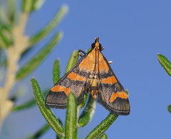 Metallarcha diplochrysa
