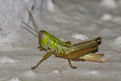 Hieroglyphus annulicornis