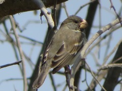 Sporophila peruviana