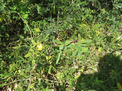 Senna bicapsularis augusti